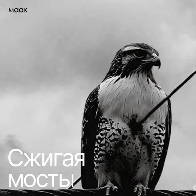 Сжигая мосты